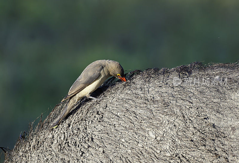 红嘴牛椋鸟(Buphagus erythrorynchus)是牛椋鸟科的一种雀形目鸟类。一头非洲水牛。雀形目。